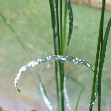 Pflanzenkrankheiten behandeln und vorbeugen
