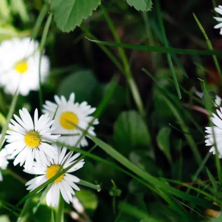 Kamillentee bei Halsschmerzen