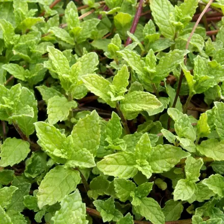 Pfefferminzessigsirup