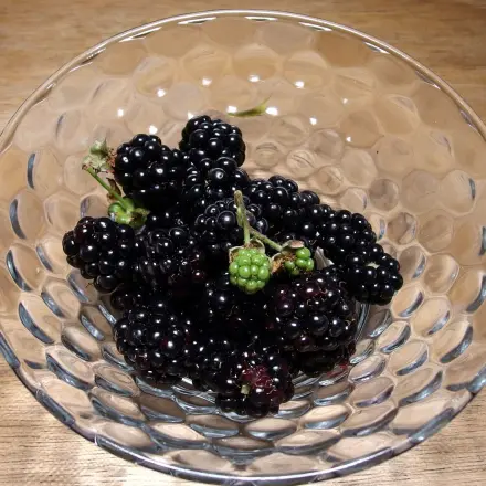 Brombeerpflücken: Flecken an den Händen