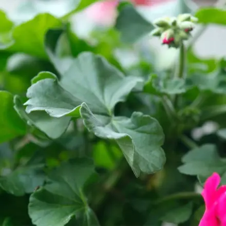 Geranienblatt bei Ohrenschmerzen