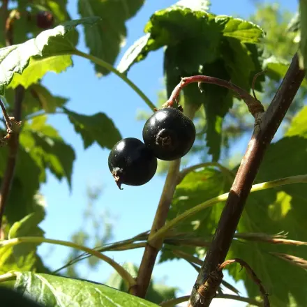 Johannisbeeren vom "Geäst" abtrennen