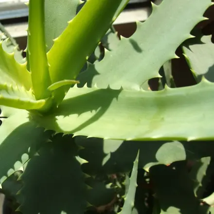 Pickel weg mit Aloe Vera Gel
