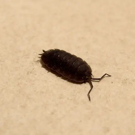 Krabbeltiere lebendig ohne Glas einfangen