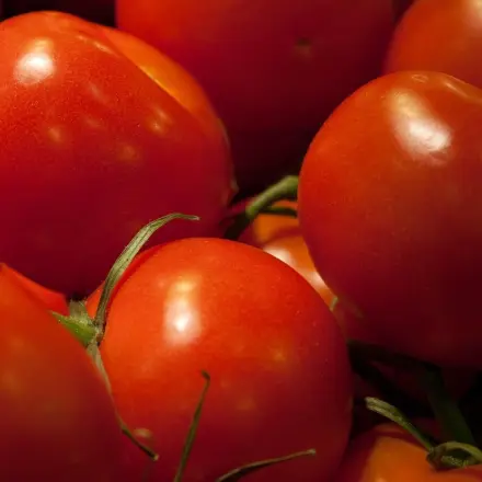 Tomaten bei Sonnenbrand