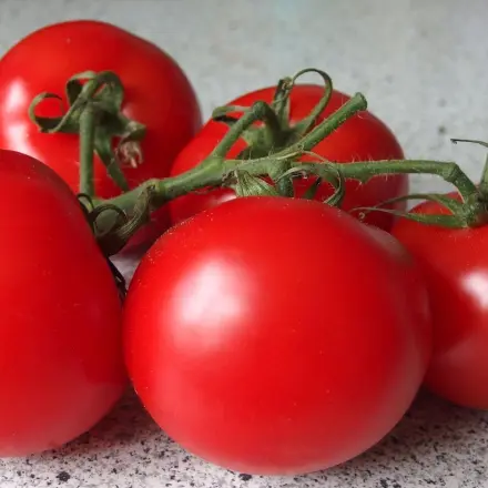 Tomaten richtig aufbewahren