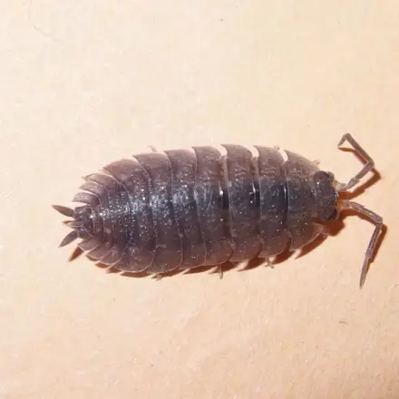 Schaben/Kakerlaken mit Borax und Klebefallen bekämpfen
