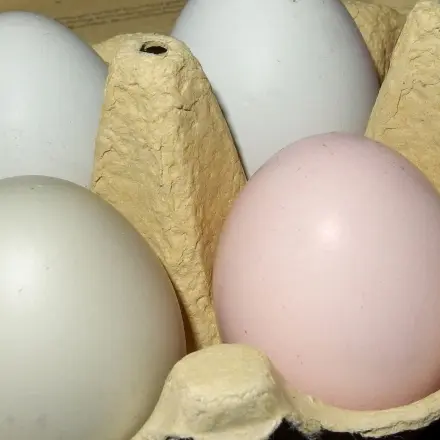 Eier roh oder gekocht, wie sieht man das von außen?