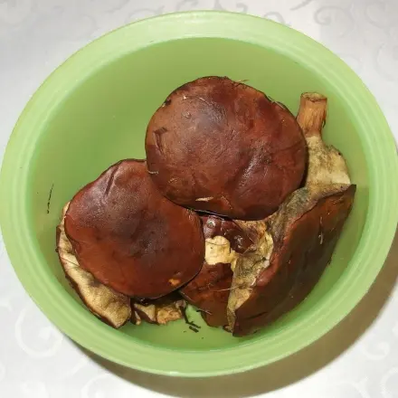 Pfifferlinge und andere Waldpilze waschen