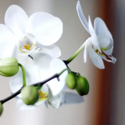 Orchideen mit Barthaaren zum Blühen bringen