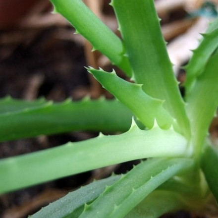 Aloe Vera Pflanze - die günstige Hausapotheke