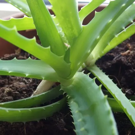 Natürlicher Hustensaft mit Aloe