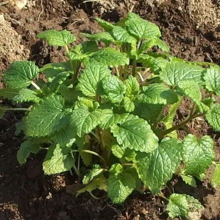 Zironenmelissensaft selbstgemacht