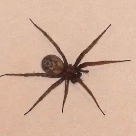 Spinne entfernen mit Staubwedel