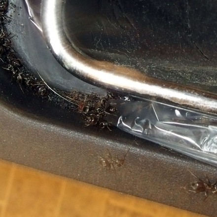 Kreide gegen Ameisen