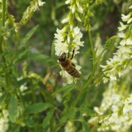Kalzium bei Bienen- oder Wespenstich