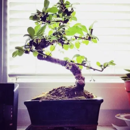 Bonsai richtig gießen