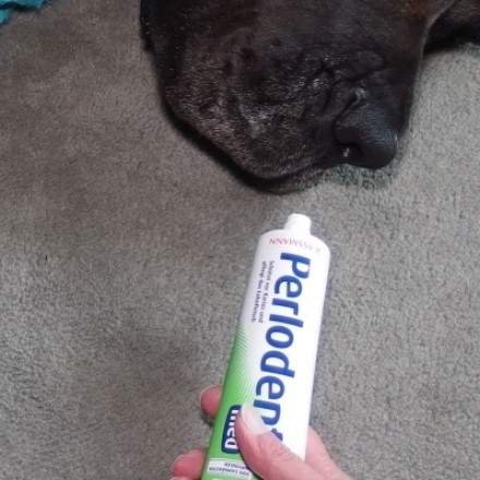 Abwehr-/Umgebungsspray für Hund unnötig mit Zahnpasta