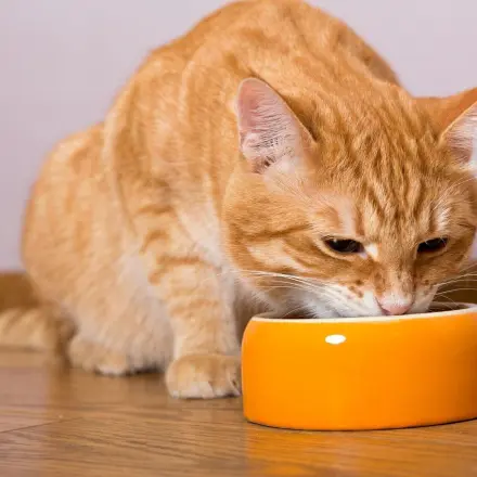 Katzen erbrechen oft?