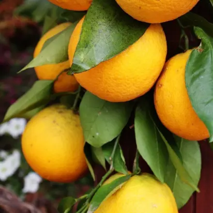 Orangenreiniger gegen Silberfischchen