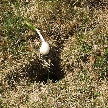 Wühlmause aus dem Garten verschwinden lassen mit Knoblauch