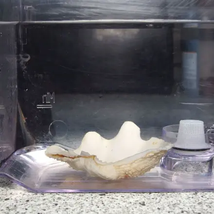 Muschel gegen Kalk in Kaffeemaschinen und Wasserkochern