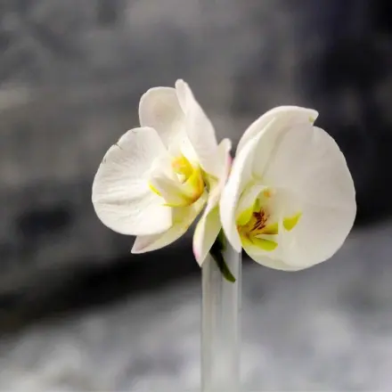 Vanillestangen-Glasröhrchen als Vase