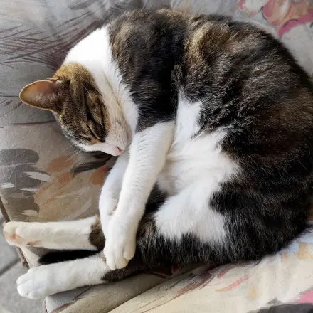 Flecken auf Teppichen von Katzen mit Fensterreiniger entfernen