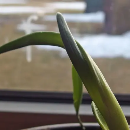 Zwiebelkeime: Keimende Zwiebeln einpflanzen