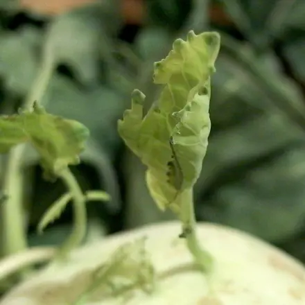 Blätter von Kohlrabi verwenden
