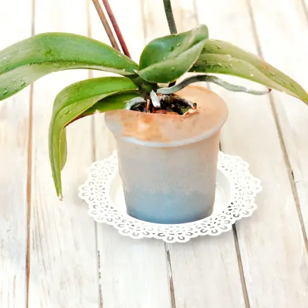 Orchideen tauchen mit Damenkniestrümpfen