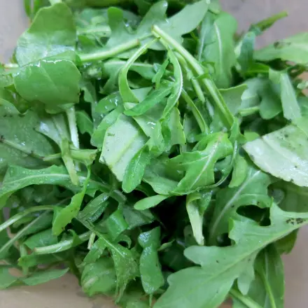 Rucola-Frischetest