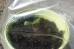 Frischhaltebeutel als Mini Gew&auml;chs- bzw. Treibhaus