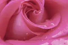 Hängende Rosen retten