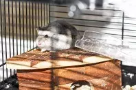 Wie richte ich meinen Hamsterkäfig richtig ein?