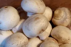 Champions Champignons (schnell und einfach)