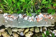 Schneckenabwehr mit Eierschalen