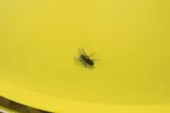 10 Fliegen fangen in 1 Minute