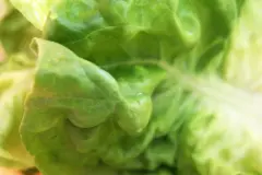 Welker Kopfsalat wieder frisch mit Eiswasser