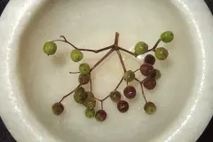 Falsche Kapern aus Holunderbeeren selber machen