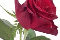 Rosen frisch halten mit Eiswasser