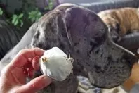 Knoblauch gegen Flohbefall bei Hunden