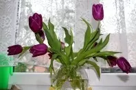 So lassen Tulpen ihren Kopf nicht hängen