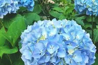 Blaue Hortensien mit Eisen düngen
