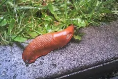 Nacktschnecken eindämmen