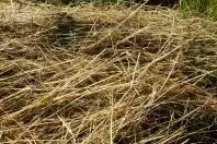 Gräser für Nagetiere trocknen