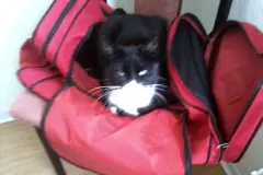 Katzen das Kratzen an Wänden abgewöhnen
