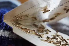 Motten bekämpfen, z.B. im Teppich