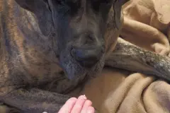 Hartnäckiger Durchfall bei Hunden