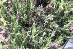 Lavendel gegen Mücken - so geht's